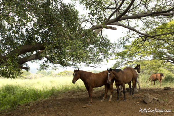 Horses