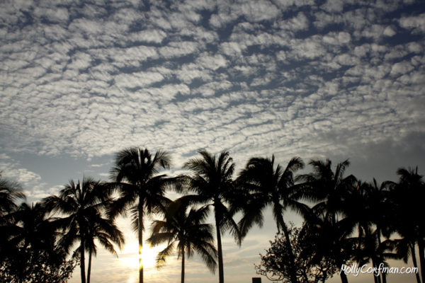 Sunset Through Palm Trees