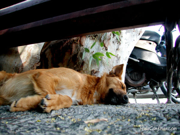 Street Dog Sleeping