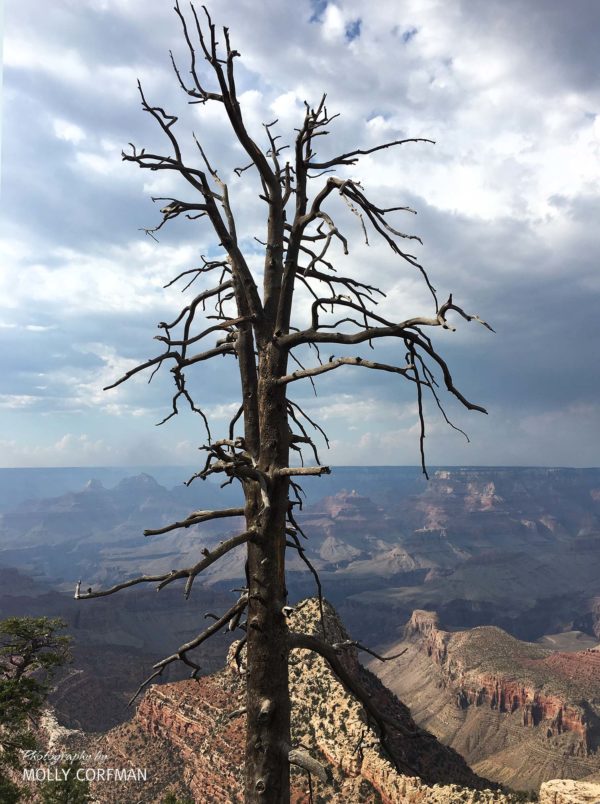 Grand Canyon 08