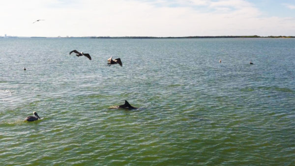 Dunedin Causeway 05