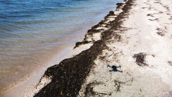 Dunedin Causeway 07