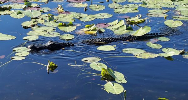 Everglades National Park 002