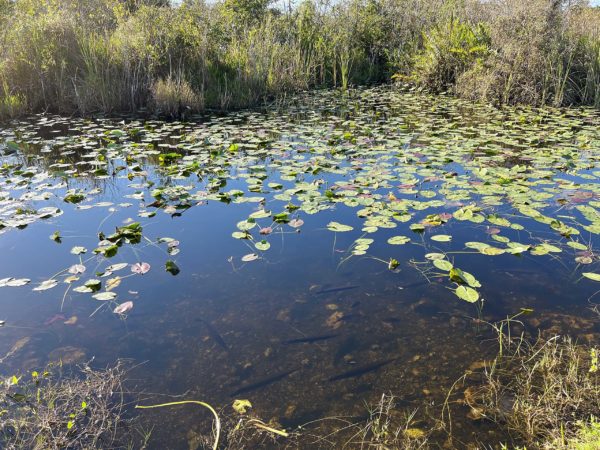 Everglades National Park 003