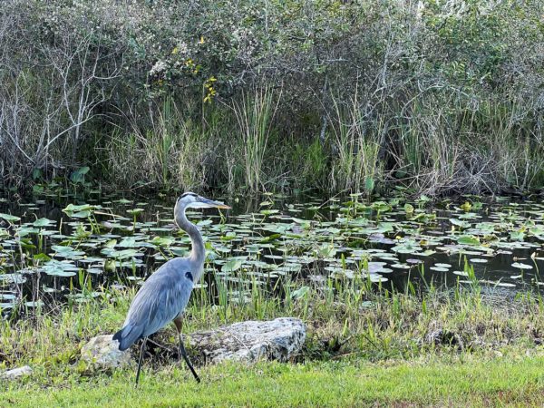 Everglades National Park 005