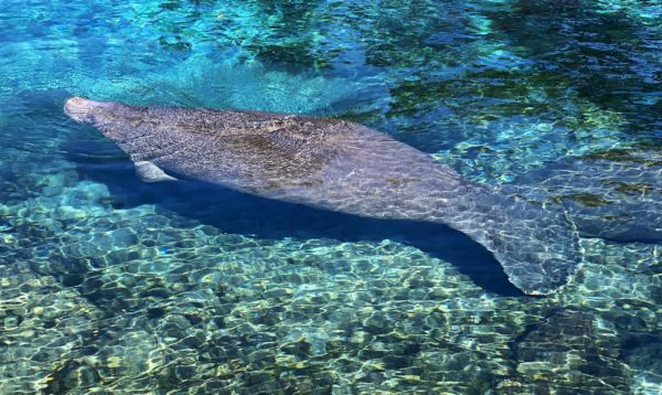 Manatees at Three Sisters Springs 001